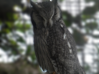 Northern white-faced owl - De Zonnegloed - Animal park - Animal refuge centre 